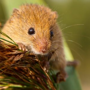 Epigenetic age in the mouse?