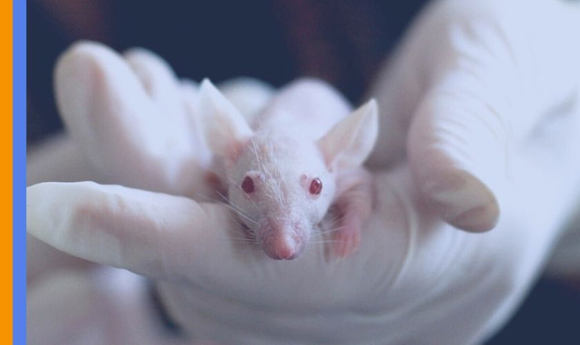 transgenic animals
