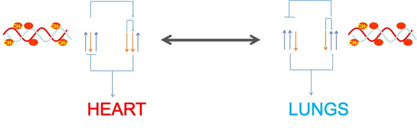 DNA methylation 2