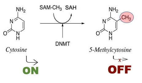dna methylation Epigen Experts