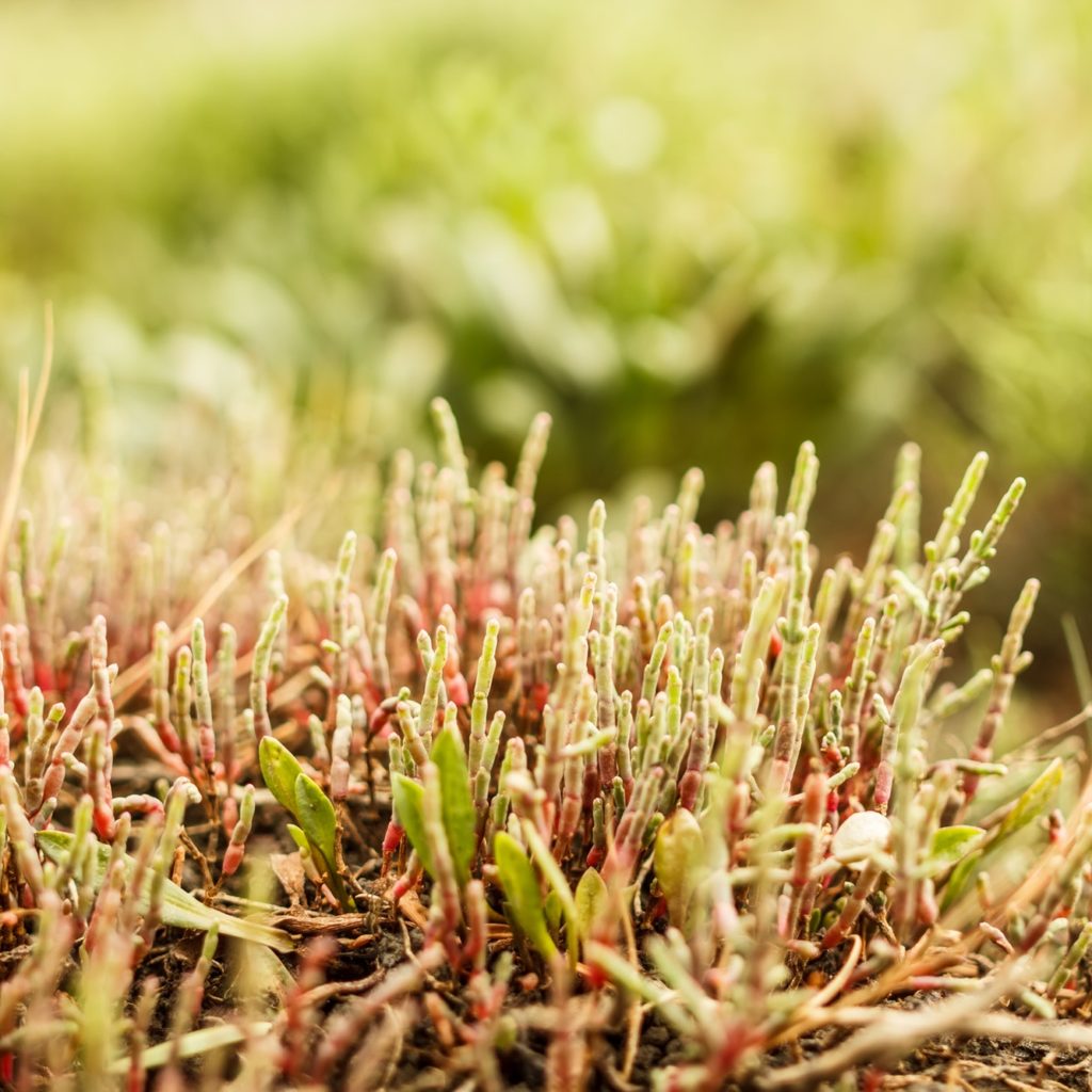 Salicornia plant